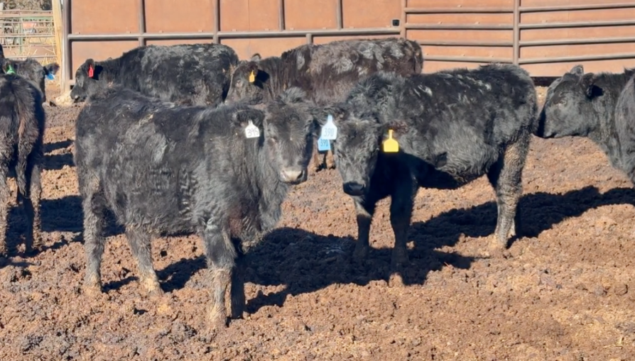Bangs vaccinated- 650 lbs., SHIP DEC 15th, GREAT BREEDING STOCK!-BS1201A5
